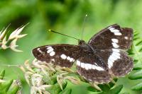 Limenitis camilla