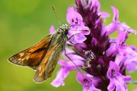 Ochlodes sylvanus