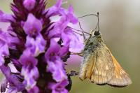 Ochlodes sylvanus