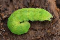 Phlogophora meticulosa