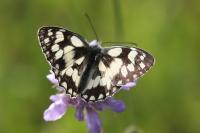 Melanargia galathea