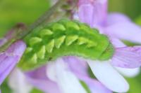 Callophrys rubi
