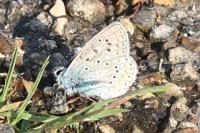 Polyommatus icarus
