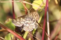 Chiasmia clathrata