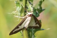 Cydalima perspectalis