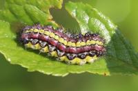 Aglaope infausta