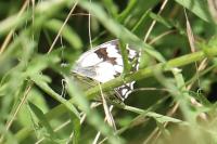 Melanargia galathea