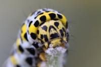 Cucullia verbasci