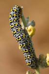 Cucullia verbasci