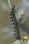 Cucullia verbasci
