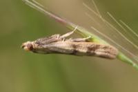 Homoeosoma sinuella