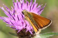 Thymelicus sylvestris