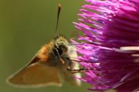 Thymelicus sylvestris