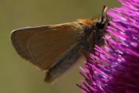 Thymelicus sylvestris