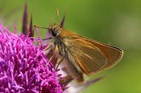Thymelicus sylvestris