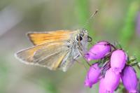 Thymelicus sylvestris
