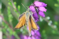 Thymelicus sylvestris