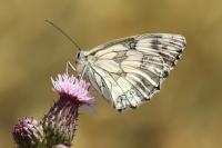 Melanargia galathea