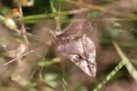 Autographa gamma