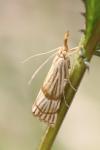 Chrysocrambus linetella