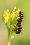 Tyria jacobaeae
