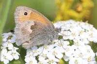 Coenonympha pamphilus