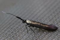 Coleophora deauratella