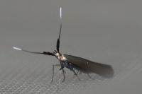 Coleophora deauratella