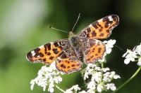 Araschnia levana