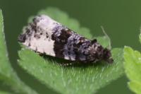Hedya pruniana