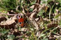 Aglais io
