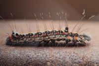 Acronicta tridens