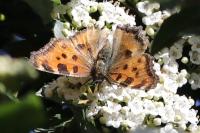 Nymphalis polychloros
