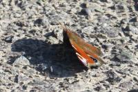 Aglais io