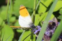 Anthocharis cardamines