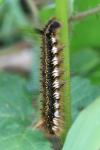 Euthrix potatoria