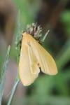 Wittia sororcula