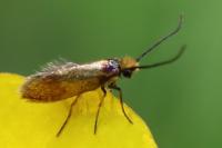 Micropterix calthella