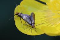 Micropterix calthella