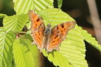 Polygonia c-album