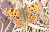 Polygonia c-album