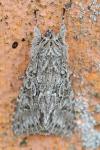 Xylocampa areola