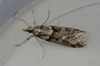 Eudonia angustea