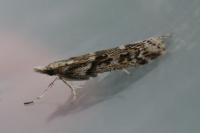 Eudonia angustea