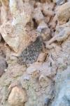 Lasiommata megera