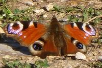 Aglais io