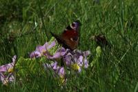 Aglais io