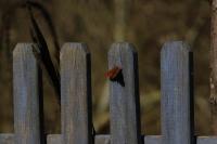 Polygonia c-album