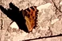 Aglais urticae