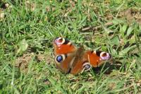 Aglais io